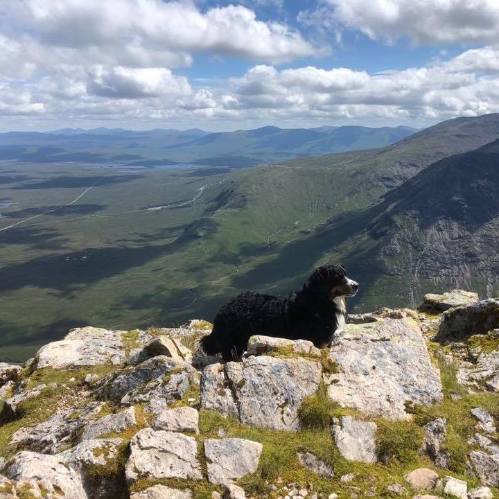 Poppy in the Scottish hills